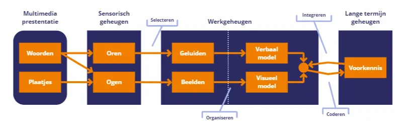 2023_Afbeelding 1 Zo leren onze hersenen Geheugen